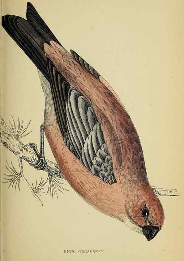 Reproducción/Reproduction 49244655442: A history of British birds.. London,Groombridge and Sons,[1862?-1867?]. 