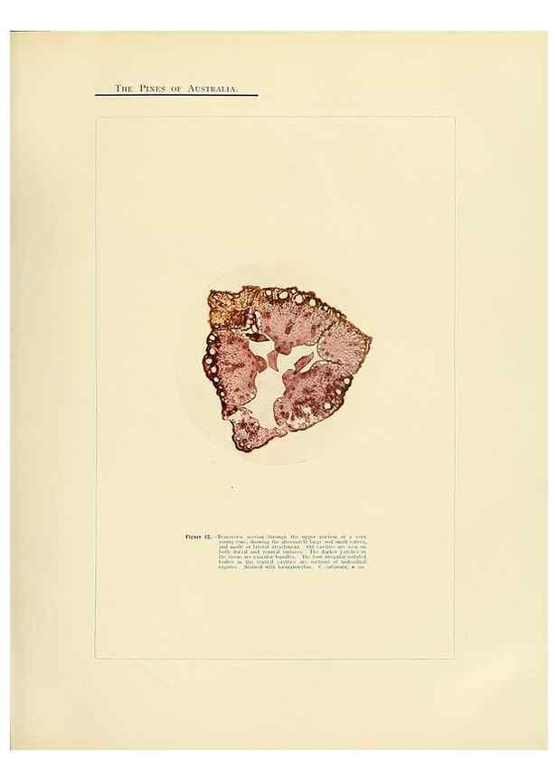Reproducción/Reproduction 49264002256: A research on the pines of Australia,. Sydney,W. A. Gullick, government printer,1910.. 