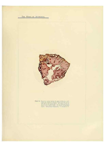 Reproducción/Reproduction 49264002256: A research on the pines of Australia,. Sydney,W. A. Gullick, government printer,1910.. 