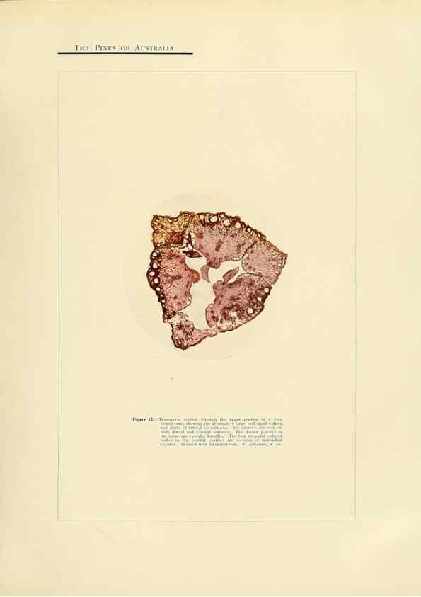 Reproducción/Reproduction 49264002256: A research on the pines of Australia,. Sydney,W. A. Gullick, government printer,1910.. 