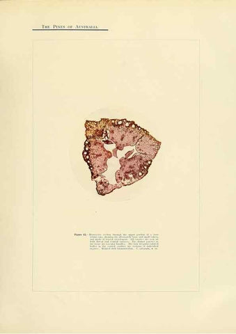 Reproducción/Reproduction 49264002256: A research on the pines of Australia,. Sydney,W. A. Gullick, government printer,1910.. 