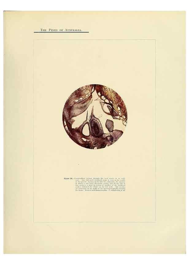 Reproducción/Reproduction 49264199422: A research on the pines of Australia,. Sydney,W. A. Gullick, government printer,1910.. 