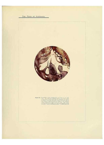 Reproducción/Reproduction 49264199422: A research on the pines of Australia,. Sydney,W. A. Gullick, government printer,1910.. 