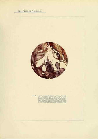 Reproducción/Reproduction 49264199422: A research on the pines of Australia,. Sydney,W. A. Gullick, government printer,1910.. 