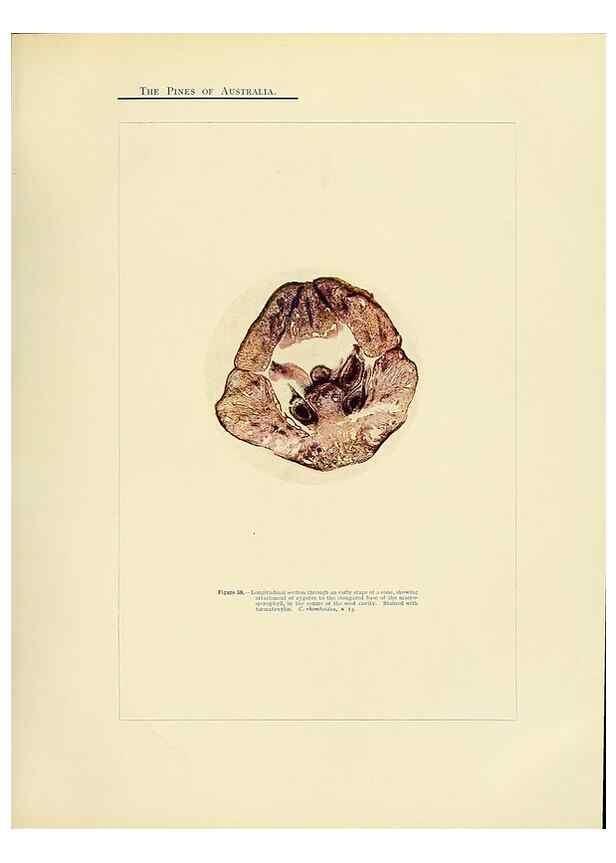 Reproducción/Reproduction 49264199697: A research on the pines of Australia,. Sydney,W. A. Gullick, government printer,1910.. 