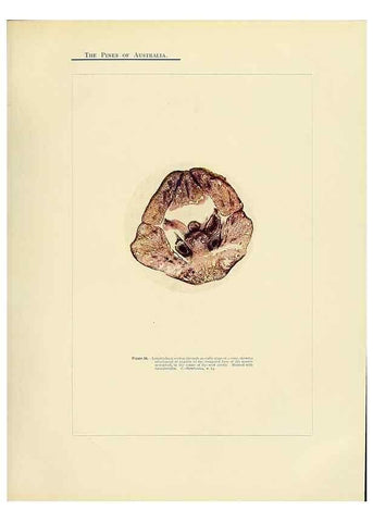 Reproducción/Reproduction 49264199697: A research on the pines of Australia,. Sydney,W. A. Gullick, government printer,1910.. 