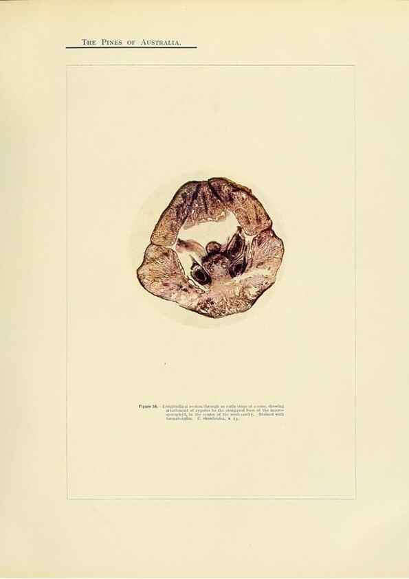 Reproducción/Reproduction 49264199697: A research on the pines of Australia,. Sydney,W. A. Gullick, government printer,1910.. 