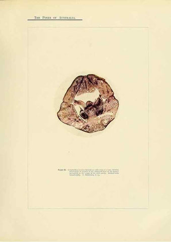 Reproducción/Reproduction 49264199697: A research on the pines of Australia,. Sydney,W. A. Gullick, government printer,1910.. 