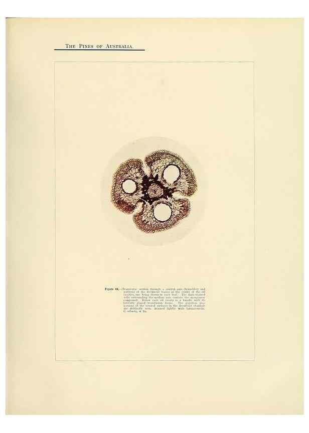 Reproducción/Reproduction 49264199962: A research on the pines of Australia,. Sydney,W. A. Gullick, government printer,1910.. 