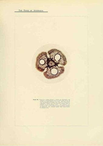 Reproducción/Reproduction 49264199962: A research on the pines of Australia,. Sydney,W. A. Gullick, government printer,1910.. 