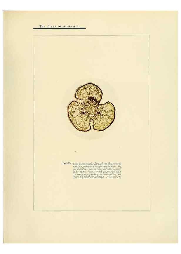 Reproducción/Reproduction 49263537443: A research on the pines of Australia,. Sydney,W. A. Gullick, government printer,1910.. 