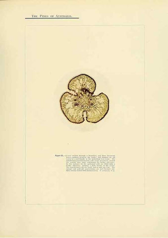Reproducción/Reproduction 49263537443: A research on the pines of Australia,. Sydney,W. A. Gullick, government printer,1910.. 