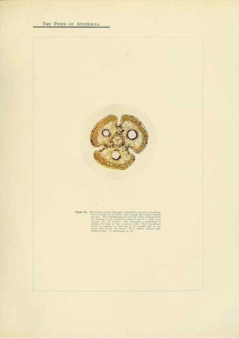 Reproducción/Reproduction 49264200497: A research on the pines of Australia,. Sydney,W. A. Gullick, government printer,1910.. 