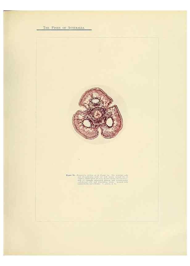 Reproducción/Reproduction 49264200752: A research on the pines of Australia,. Sydney,W. A. Gullick, government printer,1910.. 