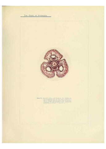 Reproducción/Reproduction 49264200752: A research on the pines of Australia,. Sydney,W. A. Gullick, government printer,1910.. 