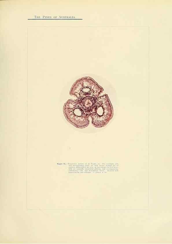 Reproducción/Reproduction 49264200752: A research on the pines of Australia,. Sydney,W. A. Gullick, government printer,1910.. 