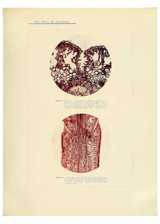 Reproducción/Reproduction 49263538358: A research on the pines of Australia,. Sydney,W. A. Gullick, government printer,1910.. 