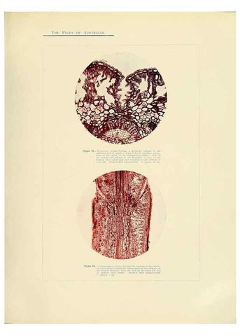 Reproducción/Reproduction 49263538358: A research on the pines of Australia,. Sydney,W. A. Gullick, government printer,1910.. 