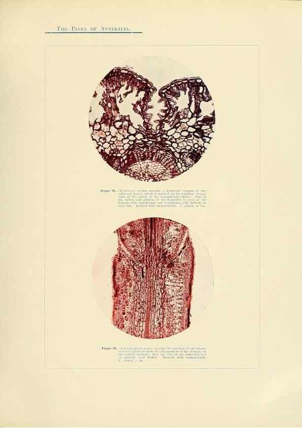 Reproducción/Reproduction 49263538358: A research on the pines of Australia,. Sydney,W. A. Gullick, government printer,1910.. 
