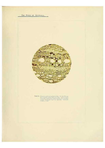 Reproducción/Reproduction 49264004486: A research on the pines of Australia,. Sydney,W. A. Gullick, government printer,1910.. 