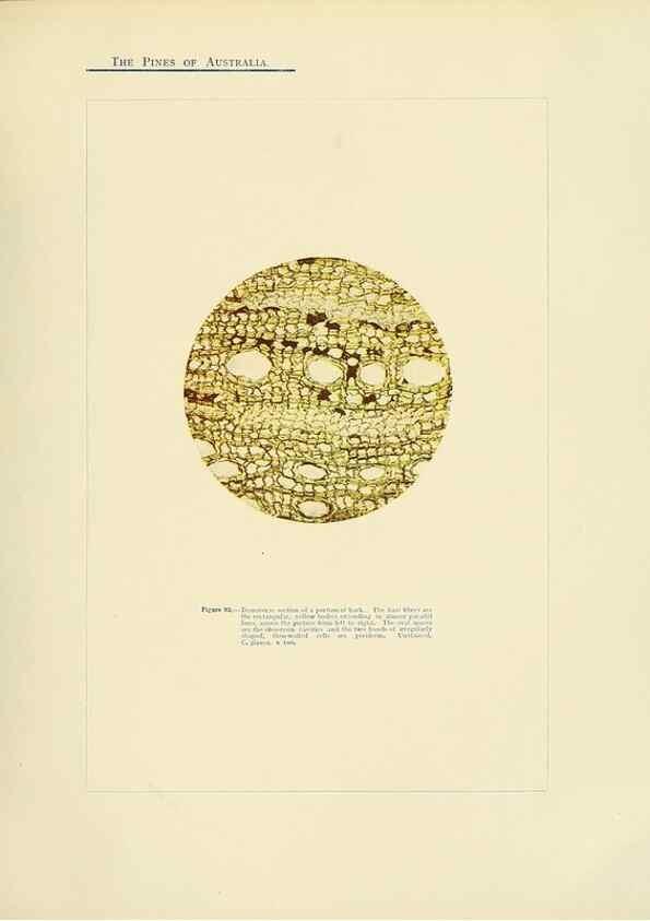 Reproducción/Reproduction 49264004486: A research on the pines of Australia,. Sydney,W. A. Gullick, government printer,1910.. 