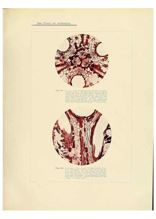 Reproducción/Reproduction 49263538988: A research on the pines of Australia,. Sydney,W. A. Gullick, government printer,1910.. 