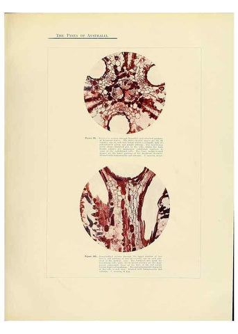Reproducción/Reproduction 49263538988: A research on the pines of Australia,. Sydney,W. A. Gullick, government printer,1910.. 