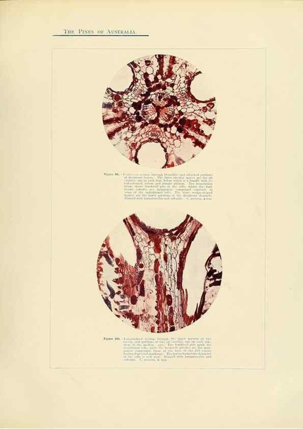 Reproducción/Reproduction 49263538988: A research on the pines of Australia,. Sydney,W. A. Gullick, government printer,1910.. 