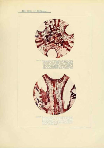 Reproducción/Reproduction 49263538988: A research on the pines of Australia,. Sydney,W. A. Gullick, government printer,1910.. 