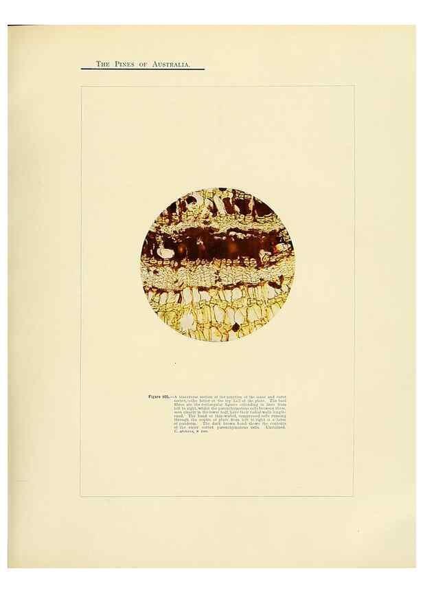 Reproducción/Reproduction 49264201852: A research on the pines of Australia,. Sydney,W. A. Gullick, government printer,1910.. 