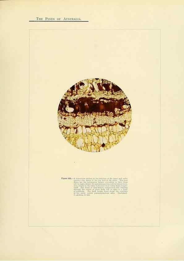 Reproducción/Reproduction 49264201852: A research on the pines of Australia,. Sydney,W. A. Gullick, government printer,1910.. 
