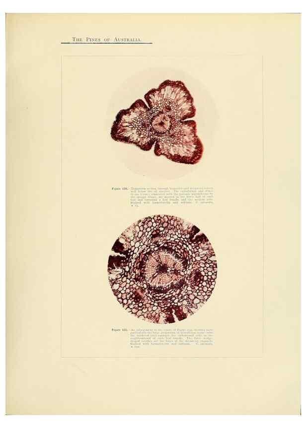 Reproducción/Reproduction 49263539488: A research on the pines of Australia,. Sydney,W. A. Gullick, government printer,1910.. 
