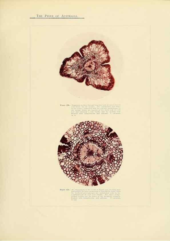 Reproducción/Reproduction 49263539488: A research on the pines of Australia,. Sydney,W. A. Gullick, government printer,1910.. 