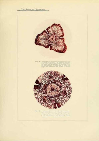 Reproducción/Reproduction 49263539488: A research on the pines of Australia,. Sydney,W. A. Gullick, government printer,1910.. 