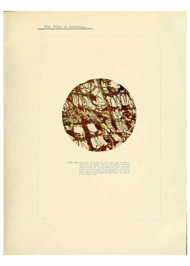 Reproducción/Reproduction 49264005526: A research on the pines of Australia,. Sydney,W. A. Gullick, government printer,1910.. 