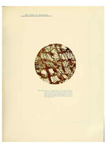 Reproducción/Reproduction 49264005526: A research on the pines of Australia,. Sydney,W. A. Gullick, government printer,1910.. 