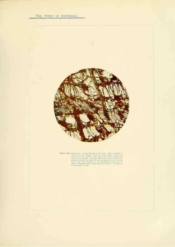 Reproducción/Reproduction 49264005526: A research on the pines of Australia,. Sydney,W. A. Gullick, government printer,1910.. 