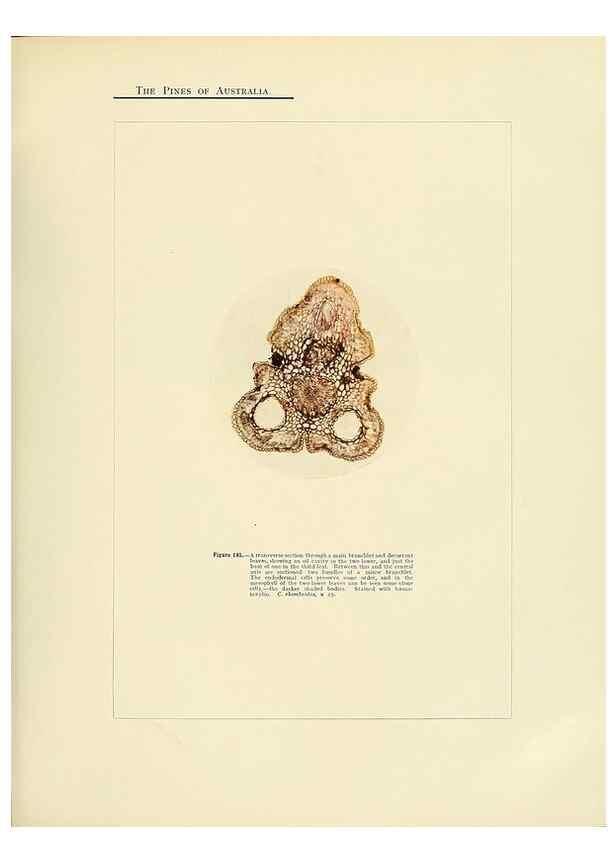 Reproducción/Reproduction 49264005711: A research on the pines of Australia,. Sydney,W. A. Gullick, government printer,1910.. 