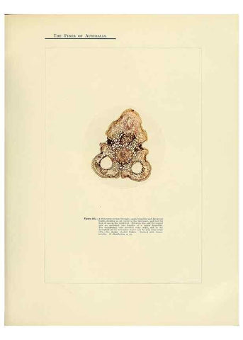 Reproducción/Reproduction 49264005711: A research on the pines of Australia,. Sydney,W. A. Gullick, government printer,1910.. 