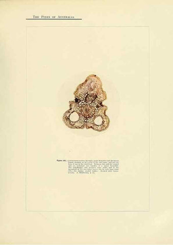 Reproducción/Reproduction 49264005711: A research on the pines of Australia,. Sydney,W. A. Gullick, government printer,1910.. 