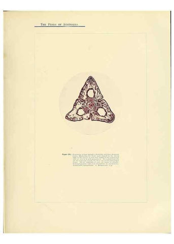 Reproducción/Reproduction 49263540293: A research on the pines of Australia,. Sydney,W. A. Gullick, government printer,1910.. 