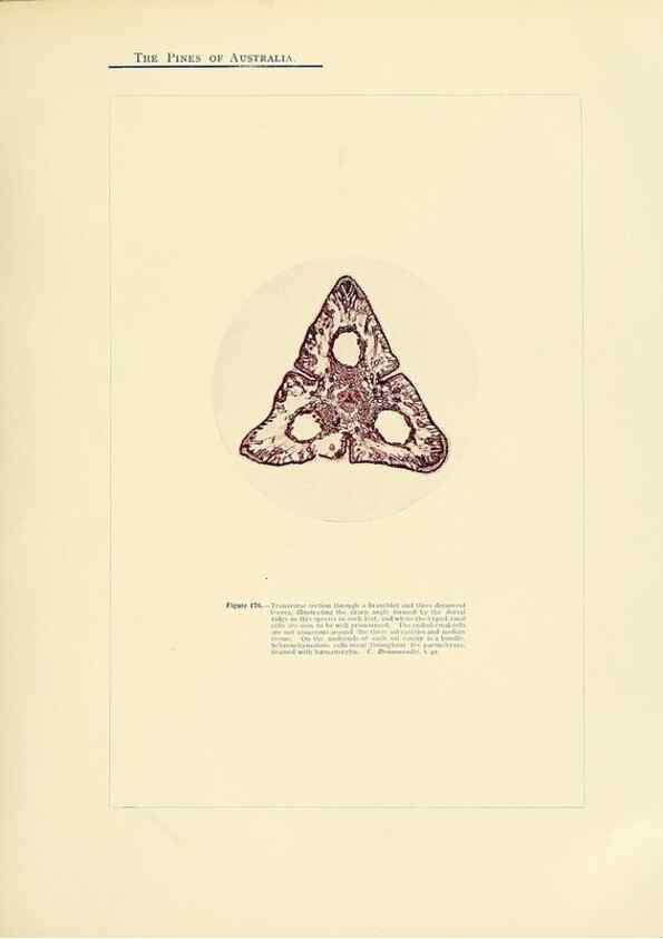 Reproducción/Reproduction 49263540293: A research on the pines of Australia,. Sydney,W. A. Gullick, government printer,1910.. 