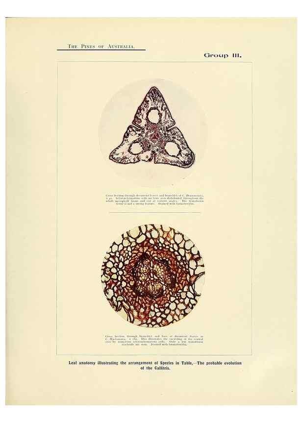 Reproducción/Reproduction 49263536133: A research on the pines of Australia,. Sydney,W. A. Gullick, government printer,1910.. 