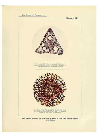 Reproducción/Reproduction 49263536133: A research on the pines of Australia,. Sydney,W. A. Gullick, government printer,1910.. 