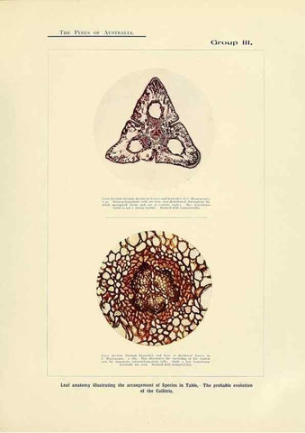 Reproducción/Reproduction 49263536133: A research on the pines of Australia,. Sydney,W. A. Gullick, government printer,1910.. 