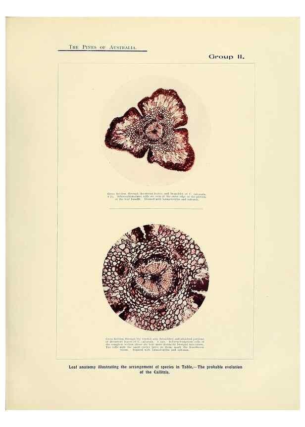 Reproducción/Reproduction 49263535803: A research on the pines of Australia,. Sydney,W. A. Gullick, government printer,1910.. 