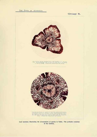 Reproducción/Reproduction 49263535803: A research on the pines of Australia,. Sydney,W. A. Gullick, government printer,1910.. 