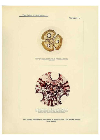 Reproducción/Reproduction 49264001401: A research on the pines of Australia,. Sydney,W. A. Gullick, government printer,1910.. 