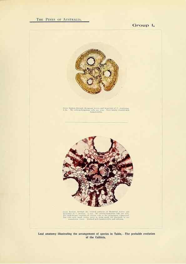 Reproducción/Reproduction 49264001401: A research on the pines of Australia,. Sydney,W. A. Gullick, government printer,1910.. 