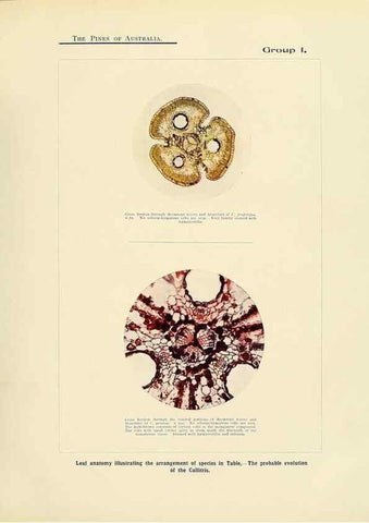 Reproducción/Reproduction 49264001401: A research on the pines of Australia,. Sydney,W. A. Gullick, government printer,1910.. 
